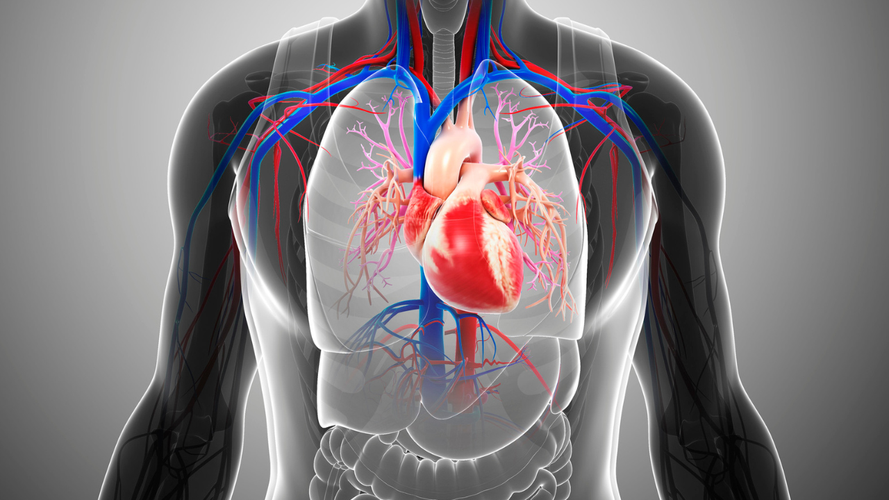 The Testosterone-Heart Health Connection