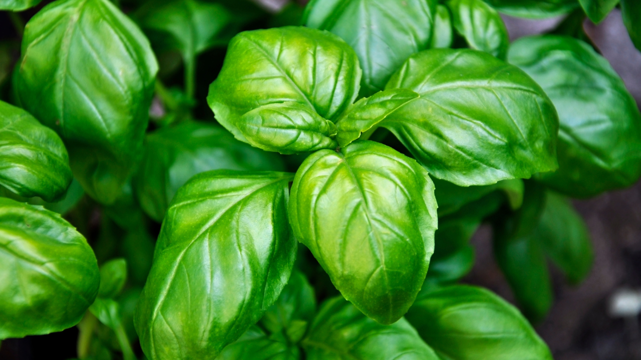 Unveiling the Hidden Potential of Basil: A Versatile Herb with Health Benefits