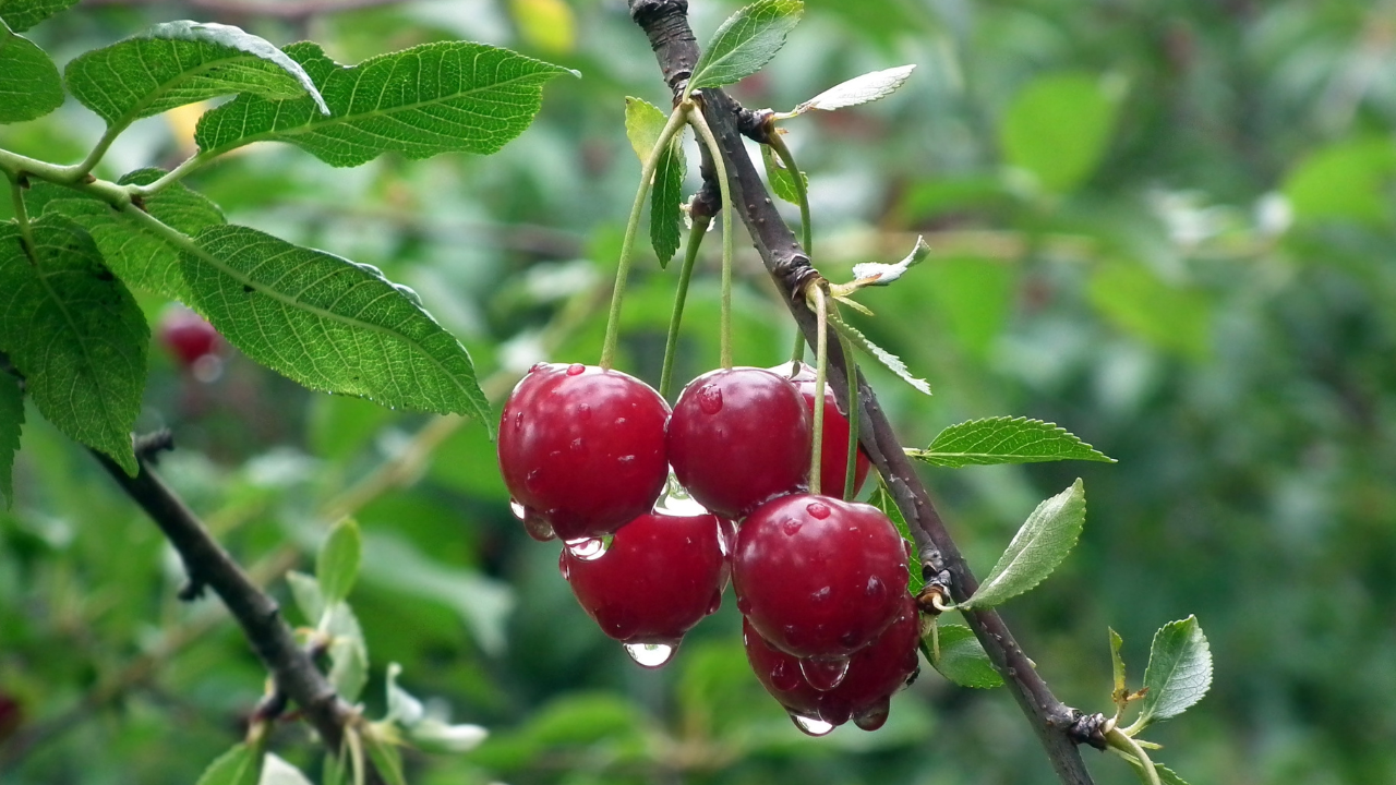 Unlocking the Potential of Tart Cherries: Natural Pain Relief, Cancer Defense, and Neuroprotection